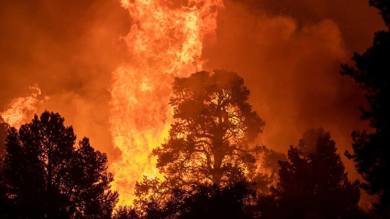 A forest burns as the Bobcat Fire grows, out of control, on its northern front near Wrightwood, California. Photograph: David McNew/EPA