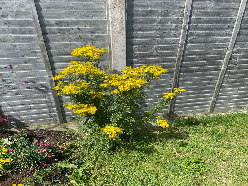 Ragwort: A intrusive weed or saviour of pollinators? Photograph: Jennifer Cosgrove