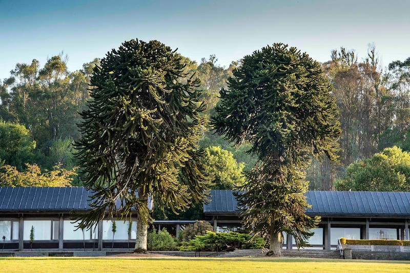 The JFK Arboretum covers an area of more than 240 hectares (593 acres) and is tended by its head gardener Kevin Naughton and his 18-person strong team. Photograph: Bernard van Giessen