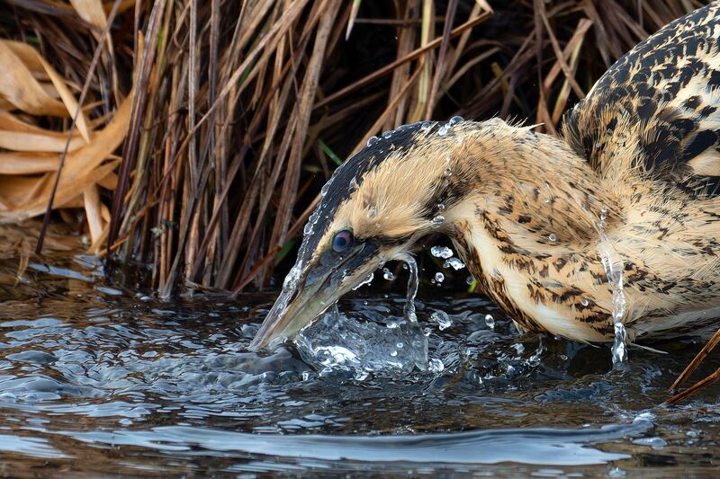 TURBULENT FISH HUNT
Turbulent Fish Hunt: Eurasian Bittern, Botaurus stellaris by Julian Mendla won gold in the under-11 category