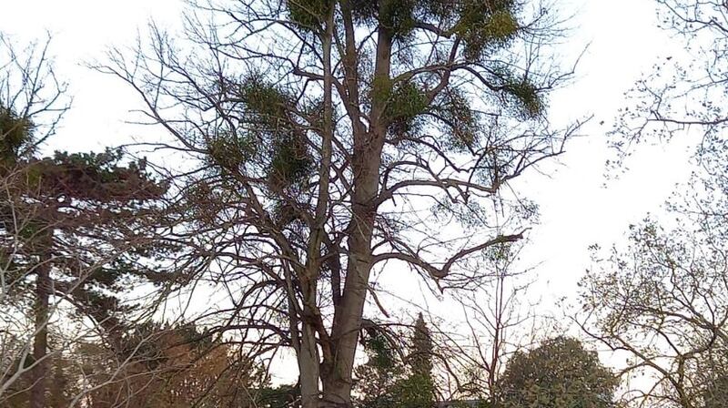 Mistletoe  in the National Botanic Gardens in Dublin