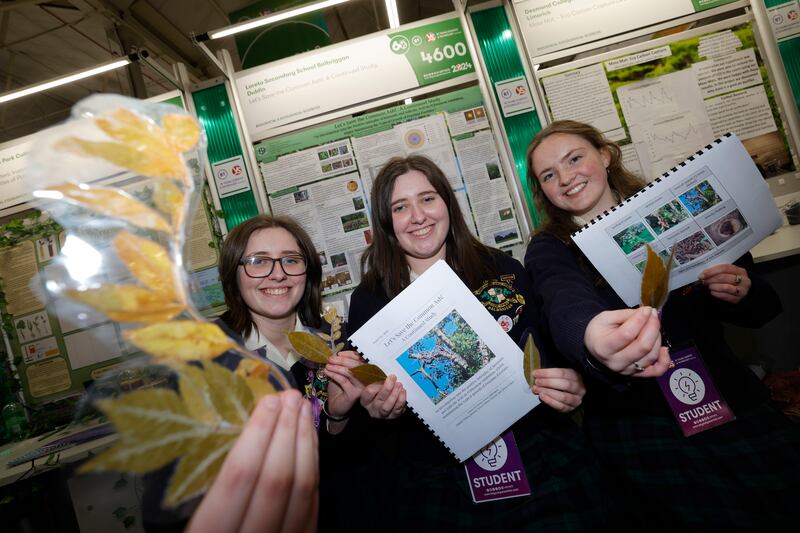 Abigail and Erica O’Brien Murray and Olivia O’Shea from Loreto Secondary School Balbriggan with their project Let’s Save the Common Ash. Photograph: Alan Betson
