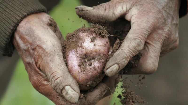 Grow your own spuds. Photograph:  Reuters