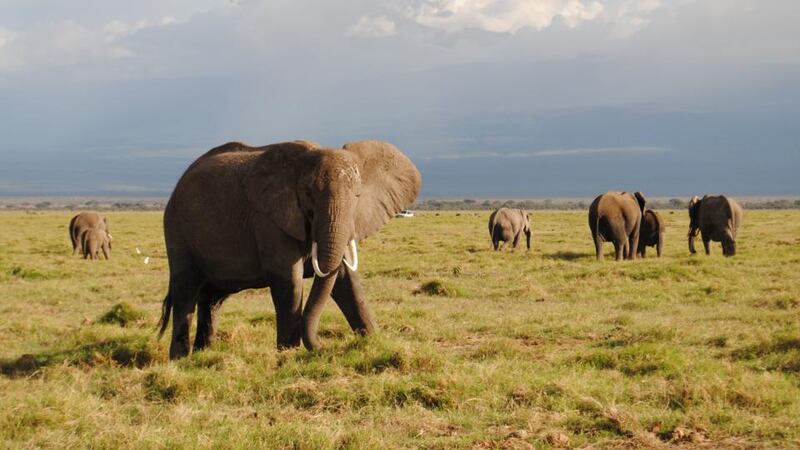 Amboseli National Park is home to the highest concentration of elephants in the world. Photograph: Ciara Kenny