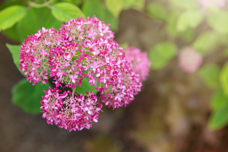 Hydrangea arborescens ‘Candybelle Bubblegum’. Photograph: Sersol/Getty Images