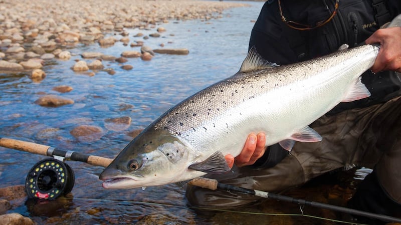 A magnificent salmon from Ponoi River in Russia on opening day.