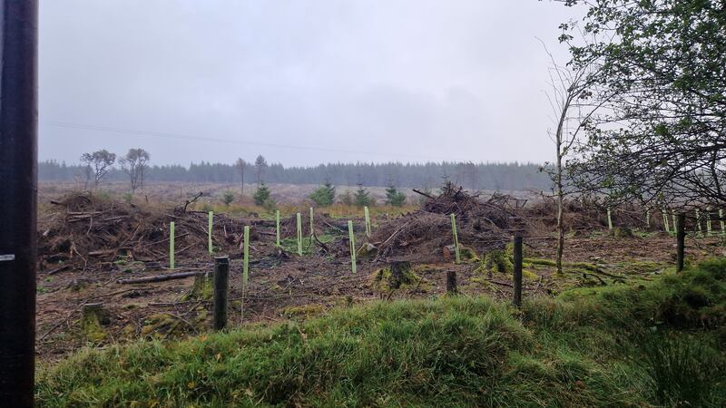 'Tree shelters' used to protects saplings from herbivore damage in the Sally Gap area of the Dublin mountains. Photograph: Peter Smyth