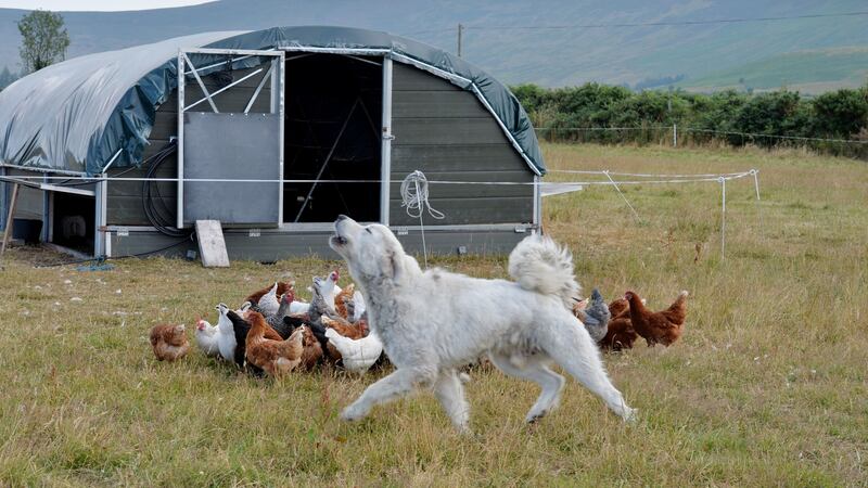 George the chicken dog with his flock of hens. Photograph: Alan Betson / The Irish Times