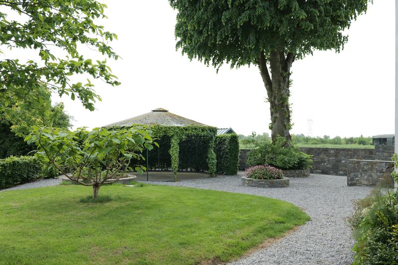Paulownia tomentosa or foxglove tree