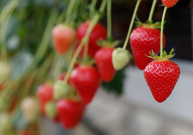 Eating two cups of strawberries a day may improve memory and decrease depression. Photograph: Nick Bradshaw
