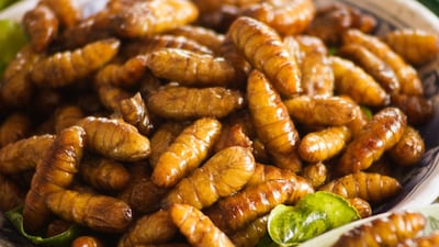 Silkworms: insects could become the ultimate sustainable food source. Photograph: iStock