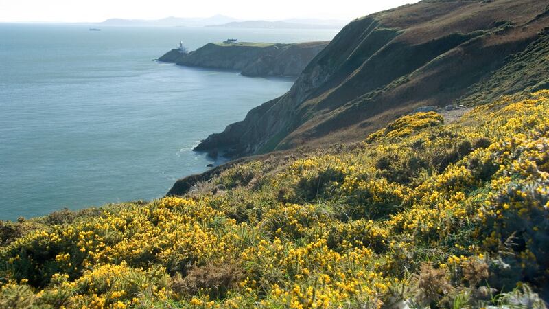 Howth Head:  “We want to trial controlled burning, cutting the gorse and grazing the area with goats, but it’s difficult to get on top of this after 60-70 years of no heathland management”