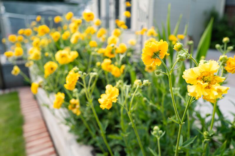 Pretty yellow geum lady stratheden growing in a raised bed in a garden or yard.