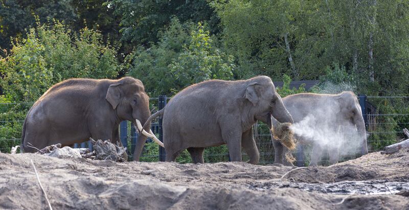 Asian elephants Samiya (10), Asha (17) and Dina (40)  at Dublin Zoo after they were declared free of the EEHV virus. Photograph:  Patrick Bolger/Dublin Zoo
