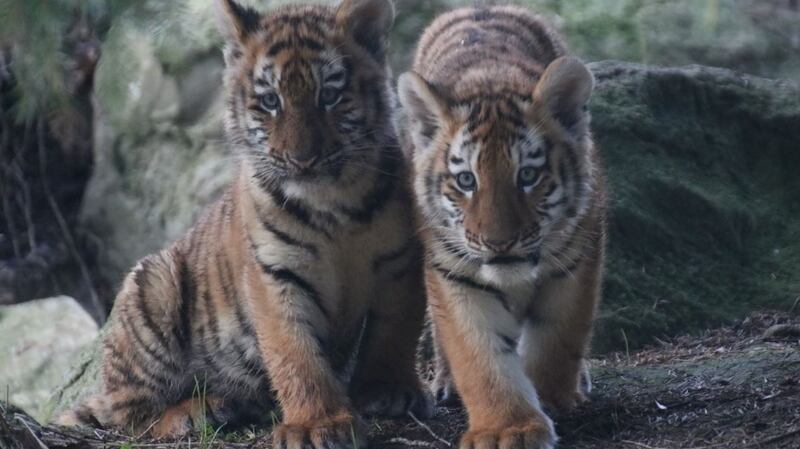 Dublin Zoo are inviting the public to suggest names for the pair of cubs. Photograph: Aisleen Greene, Dublin Zoo