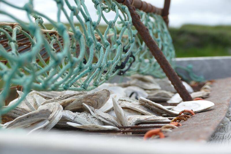 Oyster shells in a flat-bottomed boat used for scoping. Photograph: Laoise Murray