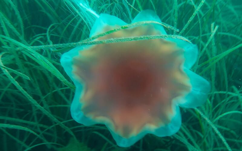 Lion‘s mane jellyfish (Cyanea capillata) found in a newly discovered seagrass meadow at Scotsman's bay in Dún Laoghaire during Coastwatch's Autumn survey. Photograph: Gordon Leonard