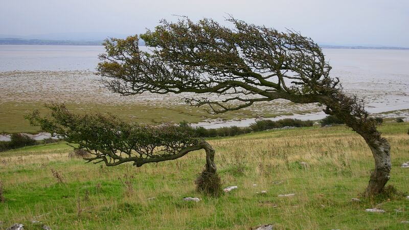 Hawthorns will tolerate  a very wide range of challenging growing conditions. Photograph: iStock