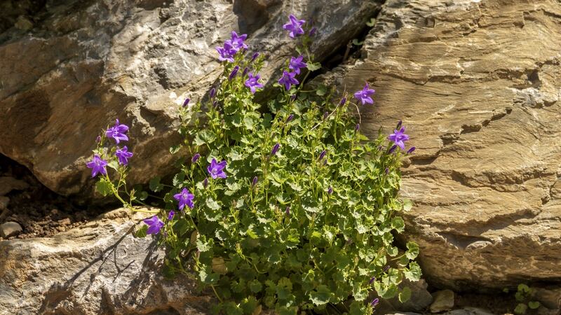 Plants that will grow in free-draining but shadier, cooler nooks and crannies in the garden  include  the pretty Campanula poscharskyana. Photograph: iStock