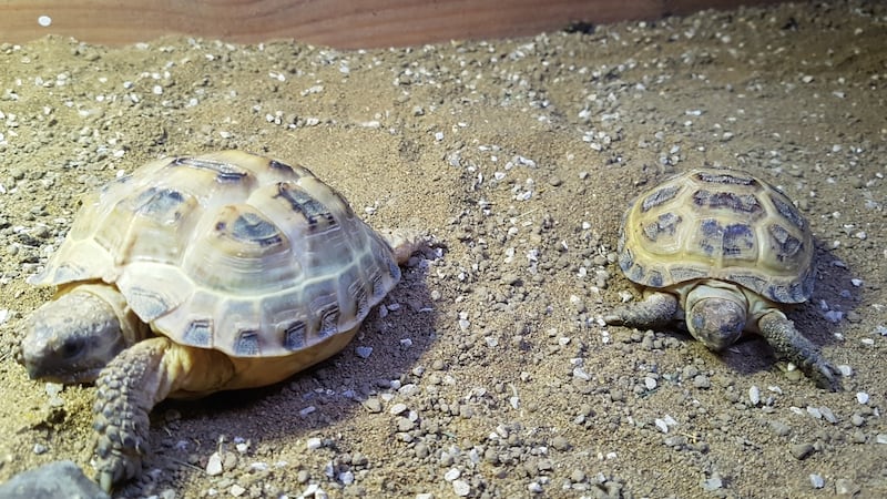 Two Horsefield tortoises were surrendered into the care of the ISPCA last week by an owner who felt ill-equipped to care for them. Photograph: ISPCA.