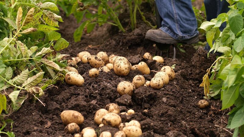 Harvesting Irish potatoes. Photograph: Richard Johnston