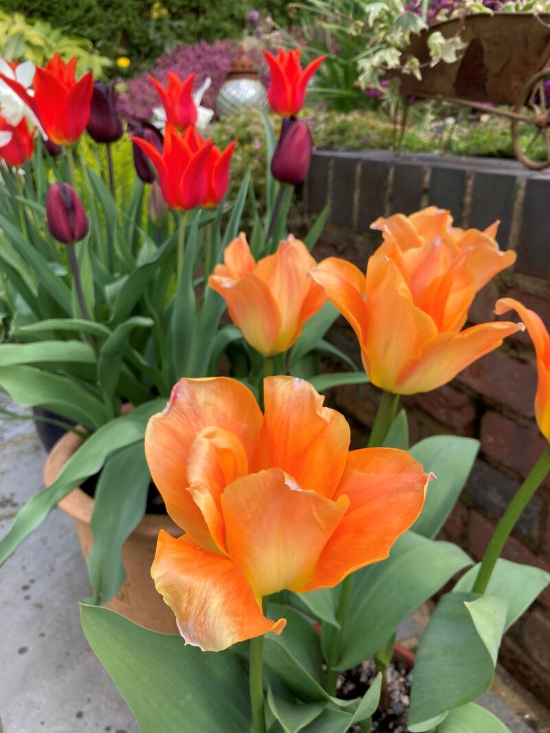 Tulips. Photograph: Hannah Stephenson/PA