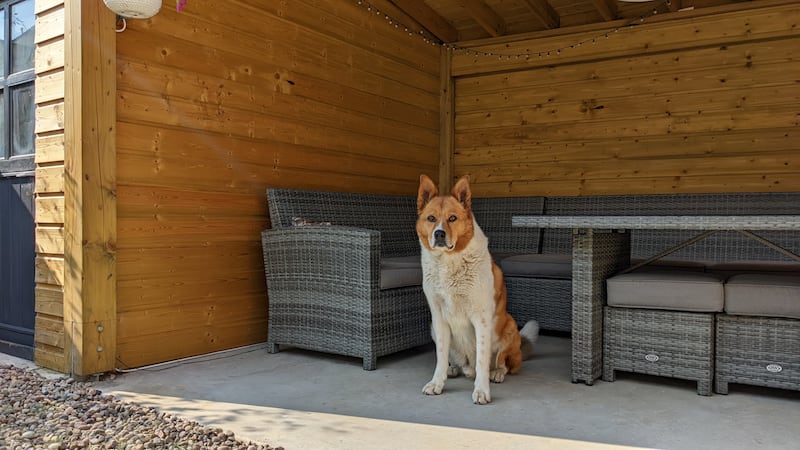 'Rocky, like every other dog we have fostered in the past, is a part of the family, so we want the very best for him'