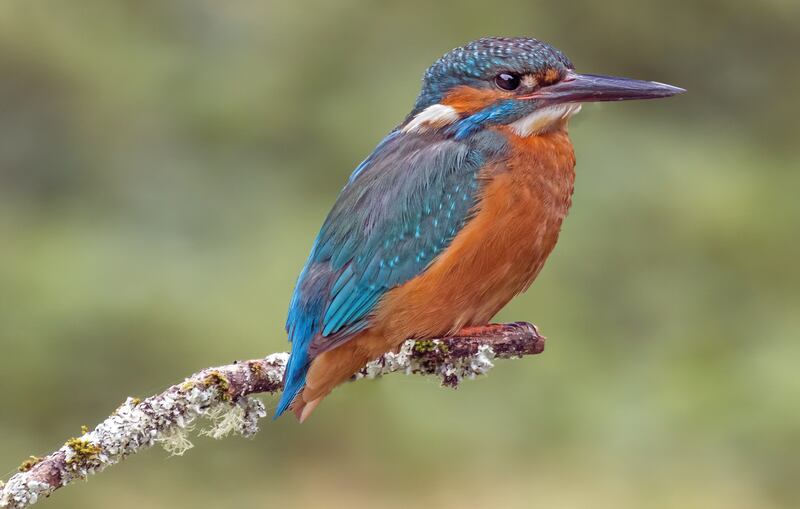 'If you have been lucky enough to see a kingfisher, you won’t forget it.' Photograph: Robert O'Leary