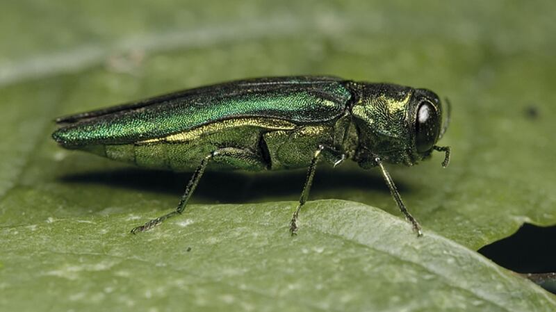 An emerald ash borer, a pest which has devastated ash trees in the US. Photograph: Royal Botanic Gardens, Kew/PA Wire