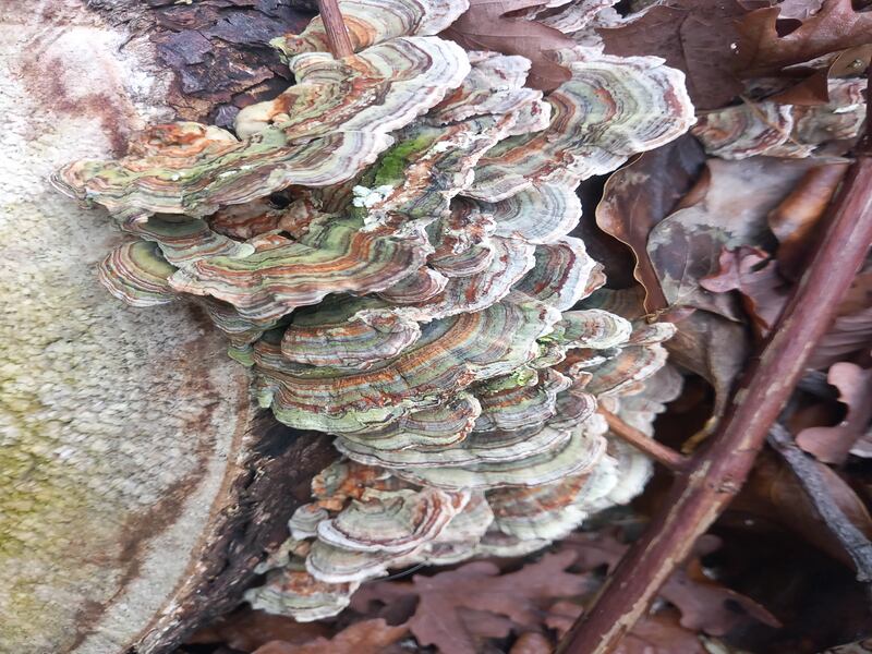 Turkey tail fungus. Photograph supplied by Bobby Carty