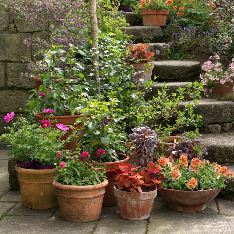 A massed display of summer containers in Patthana garden including coleus, cosmos, verbena, salvias and nemesia. Photograph: Richard Johnston