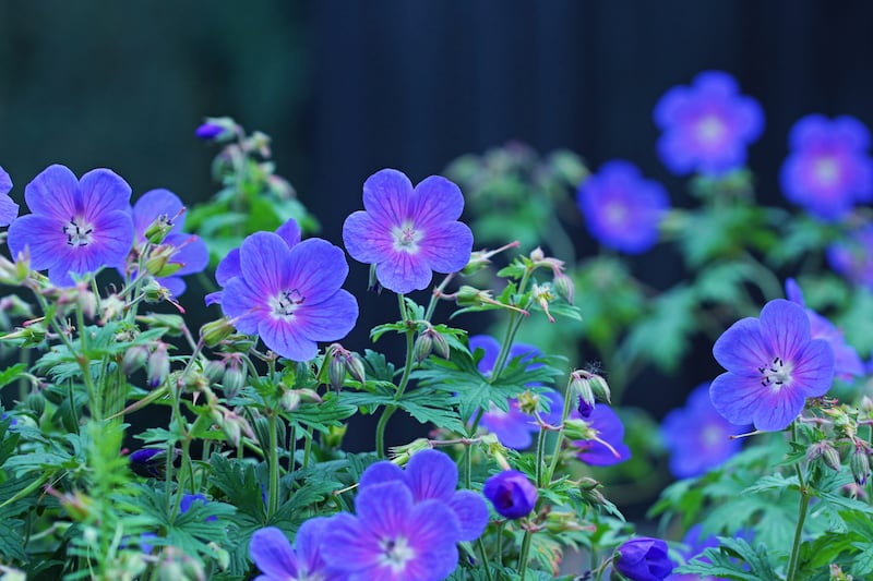 Long-flowering, fast-growing, versatile and almost un-killable, Geraniums are the mainstay of many flower borders. Photograph: iStock