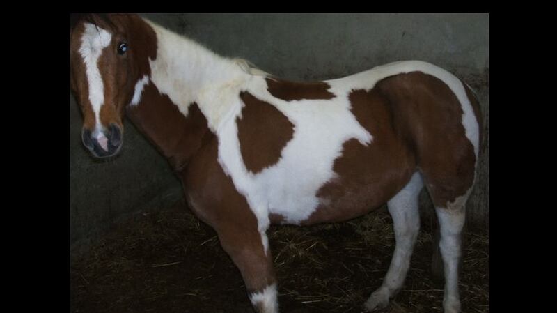 A photograph of Buddy, the skewbald pony the Ewing family believed they had bought from showjumper Michael Kearins.