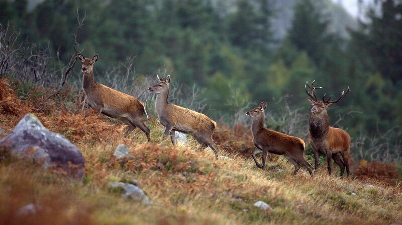 Killarney holds the crown as the tourism capital of Ireland: the reasons are obvious.