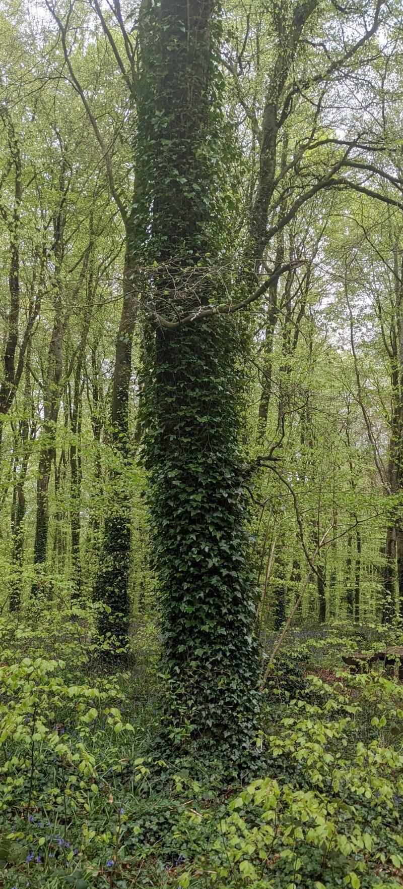 Ivy-clad beech tree in Moore's Wood near Monasterevin