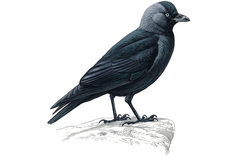 Jackdaw Corvus monedula, artwork. Illustration: Mike Langman/rspb-images.com. For Ireland's most common garden birds poster, May 2021.