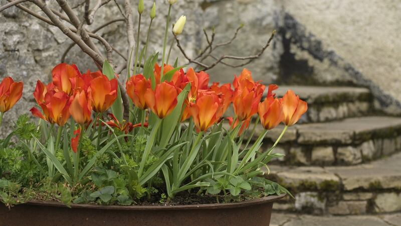 Plant spring flowers in containers.