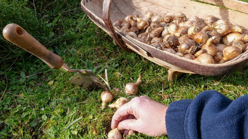 Planting daffodil bulbs on a sunny autumn day, in preparation for a spring display. Photograph: iStock