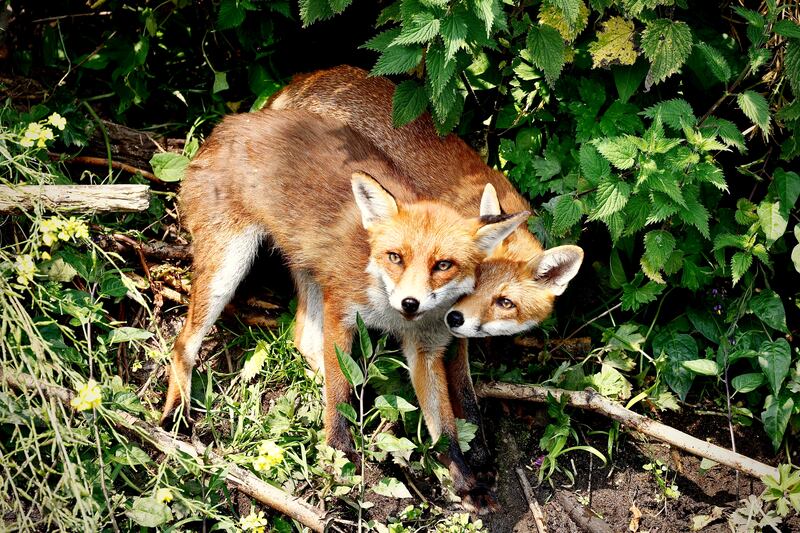 Foxes on the banks of the river Dodder. Photograph: Declan Tarpey