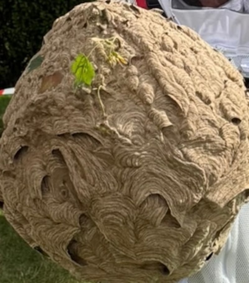 The Asian hornet nest has been transferred to the National Museum of Ireland for examination.
Photograph: Department of Housing, Local Government and Heritage/PA Wire