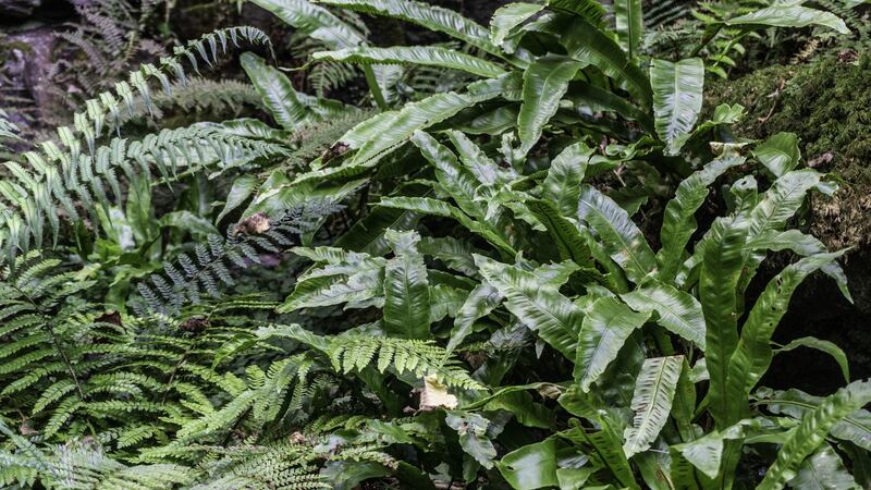 Evergreen native hart’s tongue fern is among the plants that will grow in free-draining but shadier, cooler nooks and crannies in the garden. Photograph: iStock