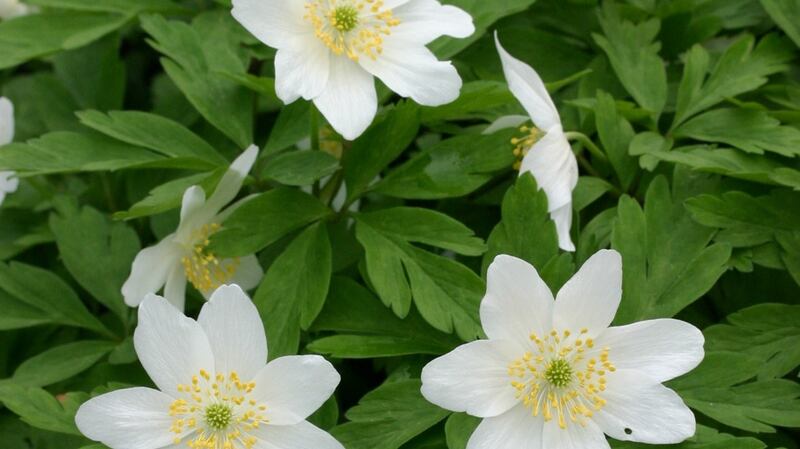 Anemone ‘Lychette’.