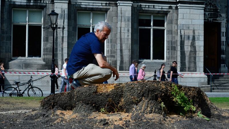 Prof Parnell surveys the the stump of the Oregon Maple Tree.Photograph: Cyril Byrne/The Irish Times