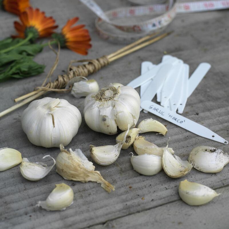 Garlic ready for planting into the garden. Photograph: Richard Johnston