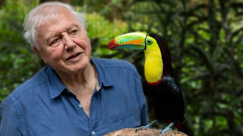 David Attenborough’s Life In Colour. Photograph: BBC