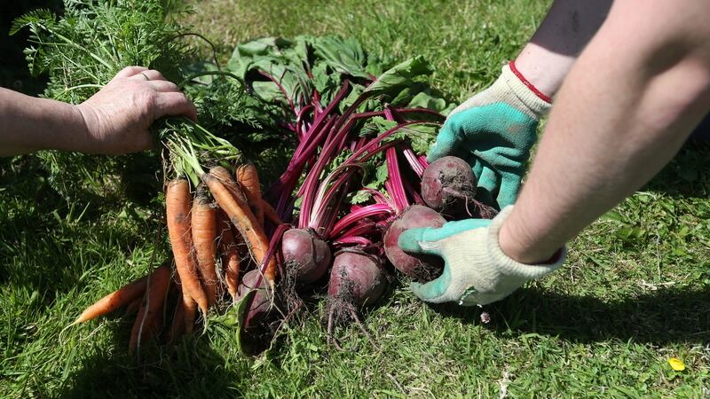 Working on the vegetable garden at St Francis Farm. Photograph: Laura Hutton