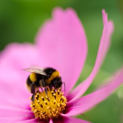 A bumblebee feeds on a cosmos. Photograph: Richard Johnston