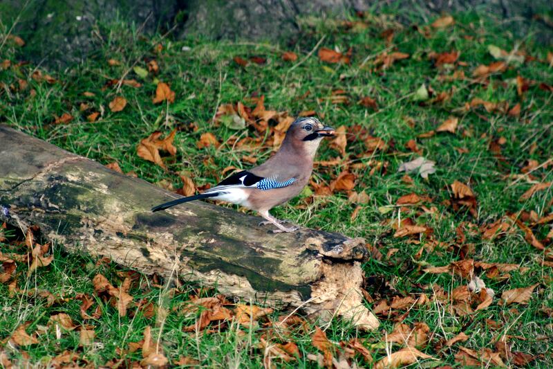 A jay in a suburban Dublin garden. Photograph: Ciara Clark