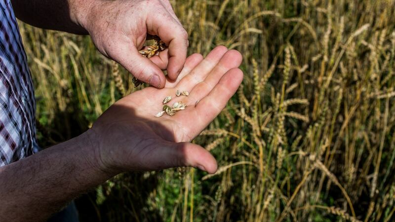 Ukraine is also a major producer of cereals and grains – as is Russia itself – and supply disruption could also lead to higher food prices. Photograph:  James Forde