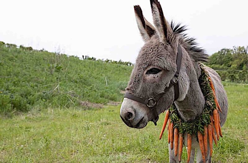 EO follows the donkey from the circus to the slaughterhouse, on the way encountering football hooligans, wolves, hunters and a wealthy benefactor 